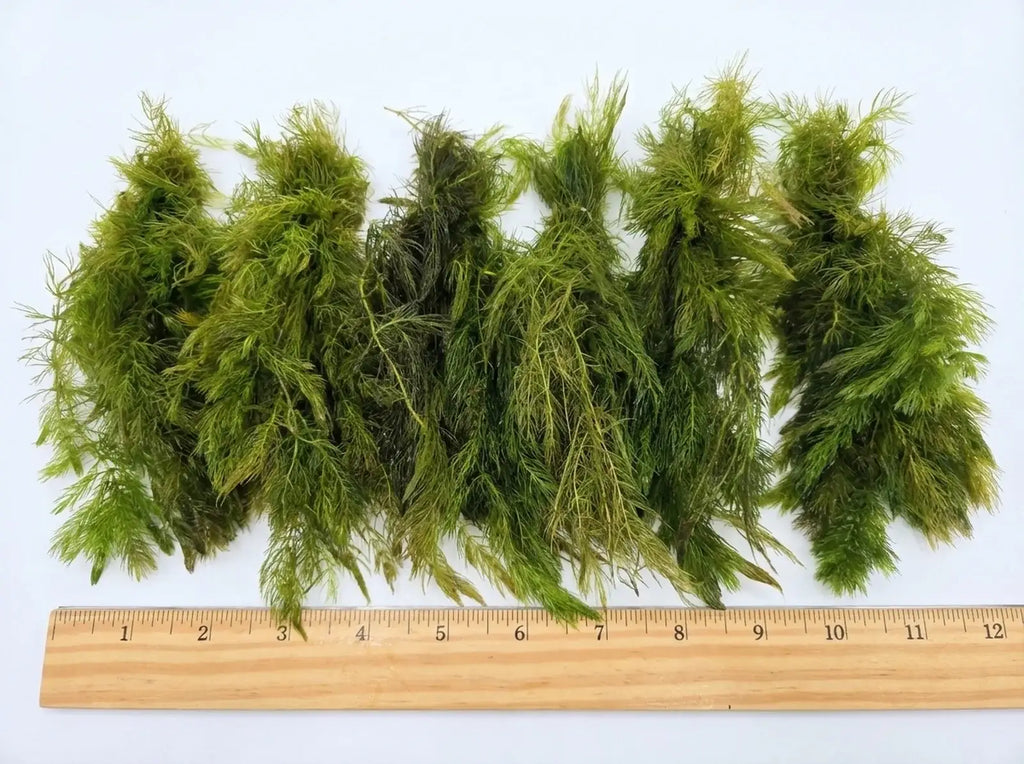 Aquarium Plants