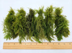 Aquarium Plants