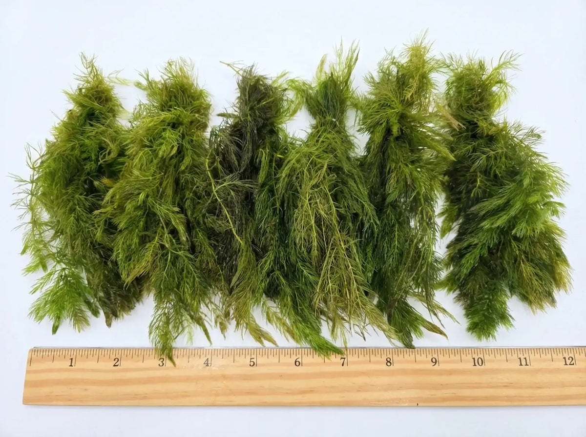 Aquarium Plants