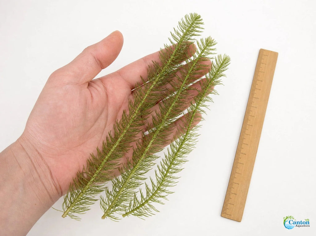Aquarium Plants