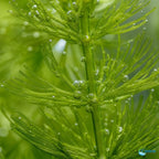 Aquarium Plants