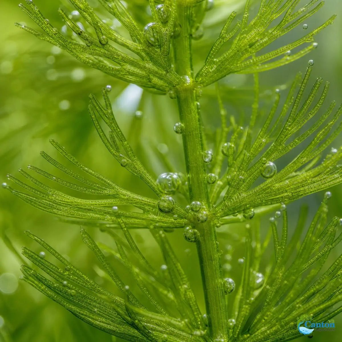 Aquarium Plants