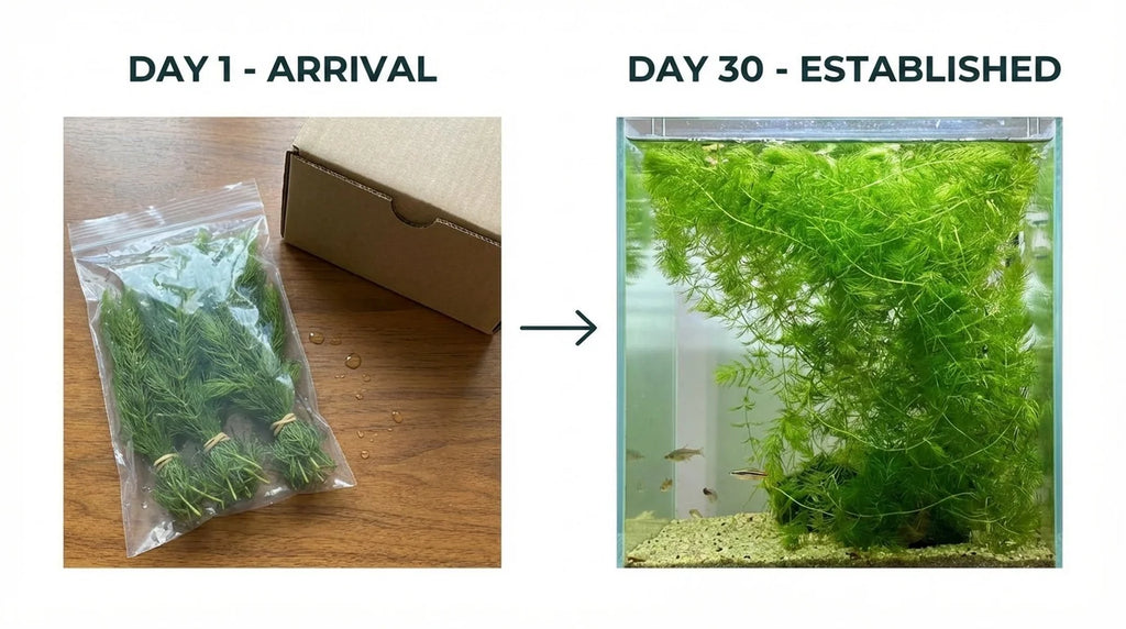 Aquarium Plants