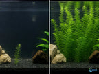 Aquarium Plants