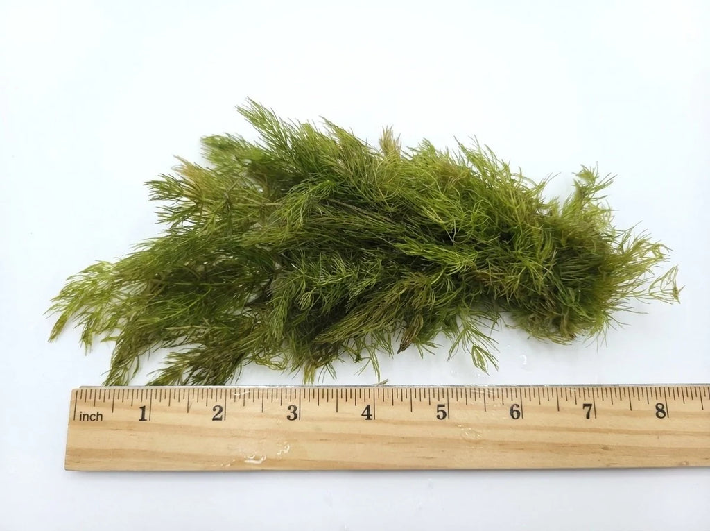 Aquarium Plants