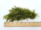 Aquarium Plants