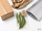 Aquarium Plants