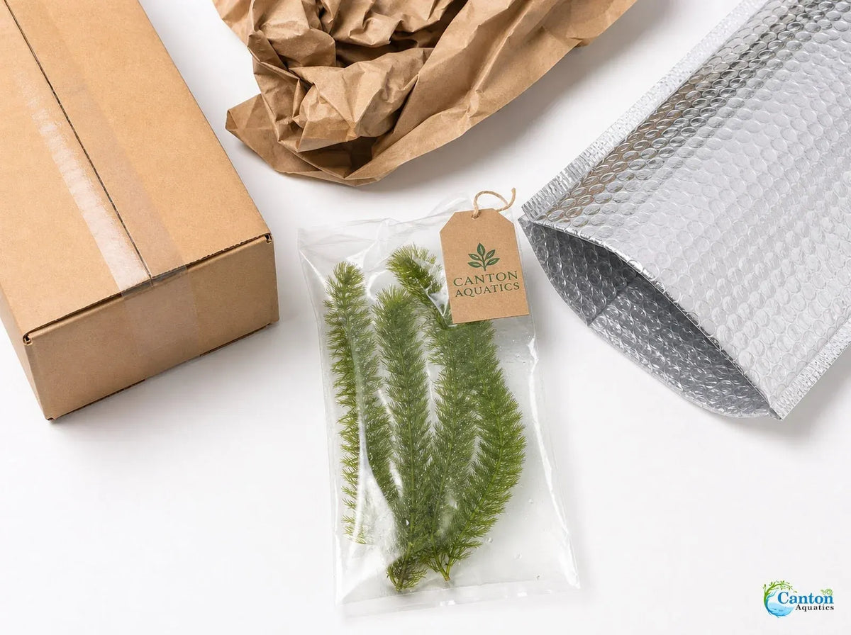 Aquarium Plants