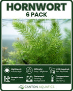 Aquarium Plants
