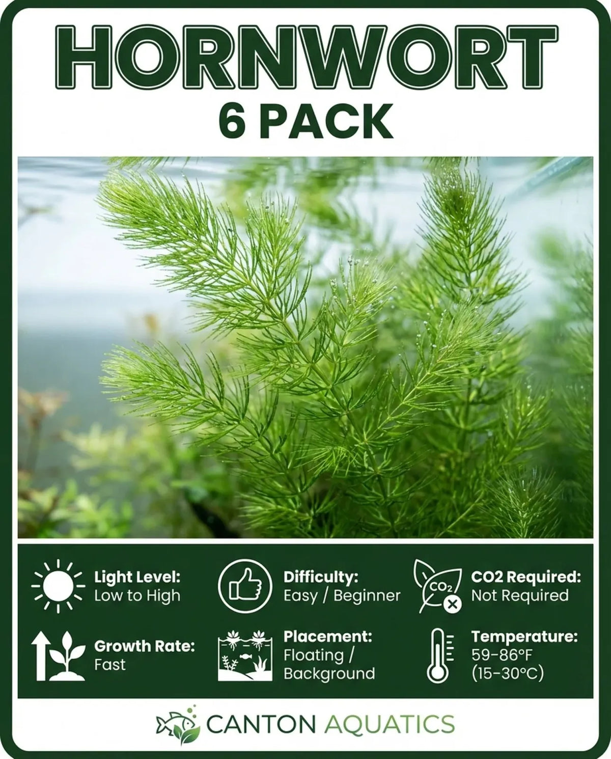 Aquarium Plants
