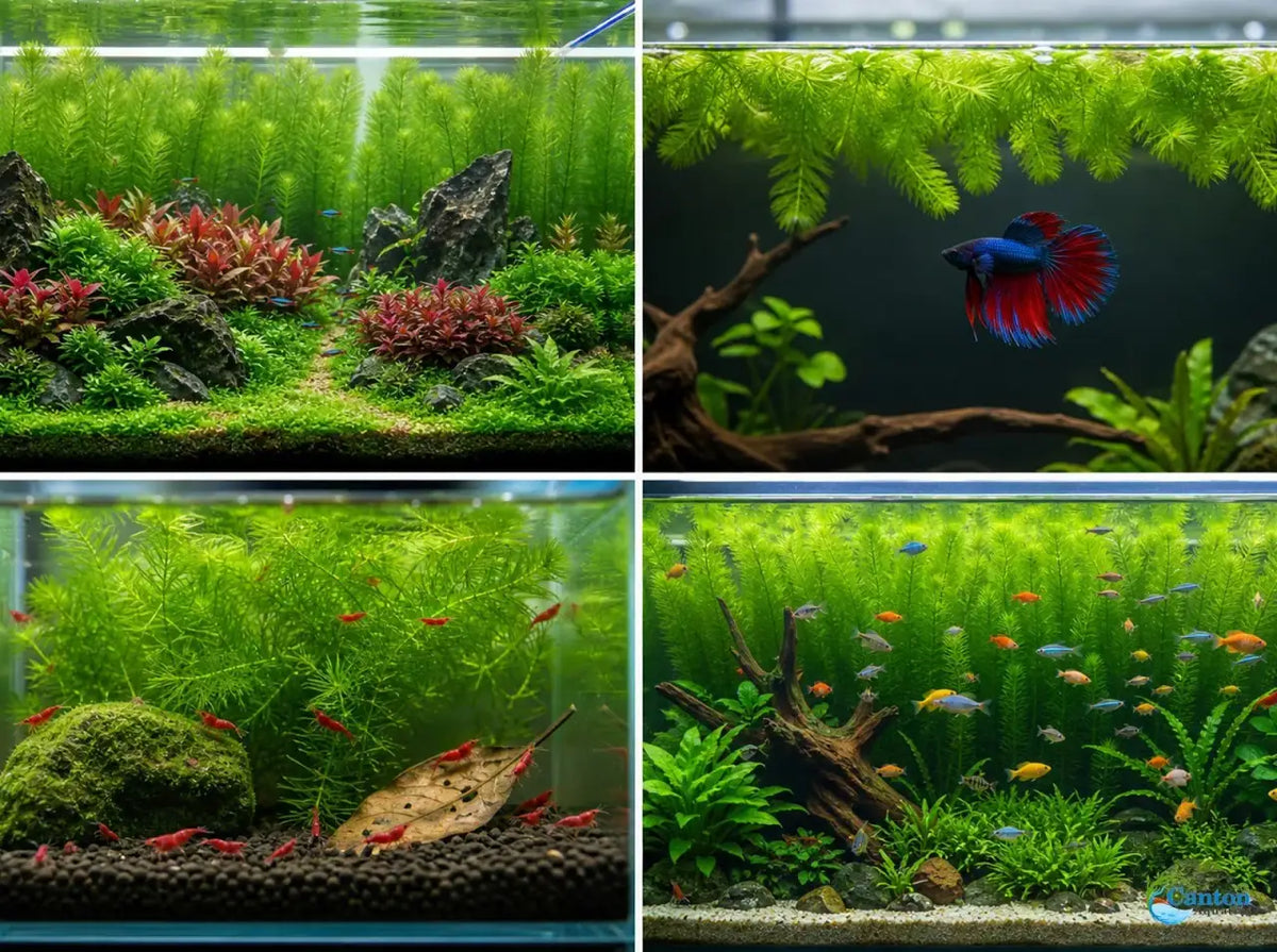 Aquarium Plants