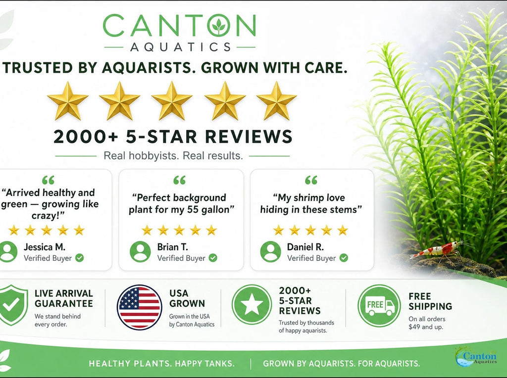 Aquarium Plants