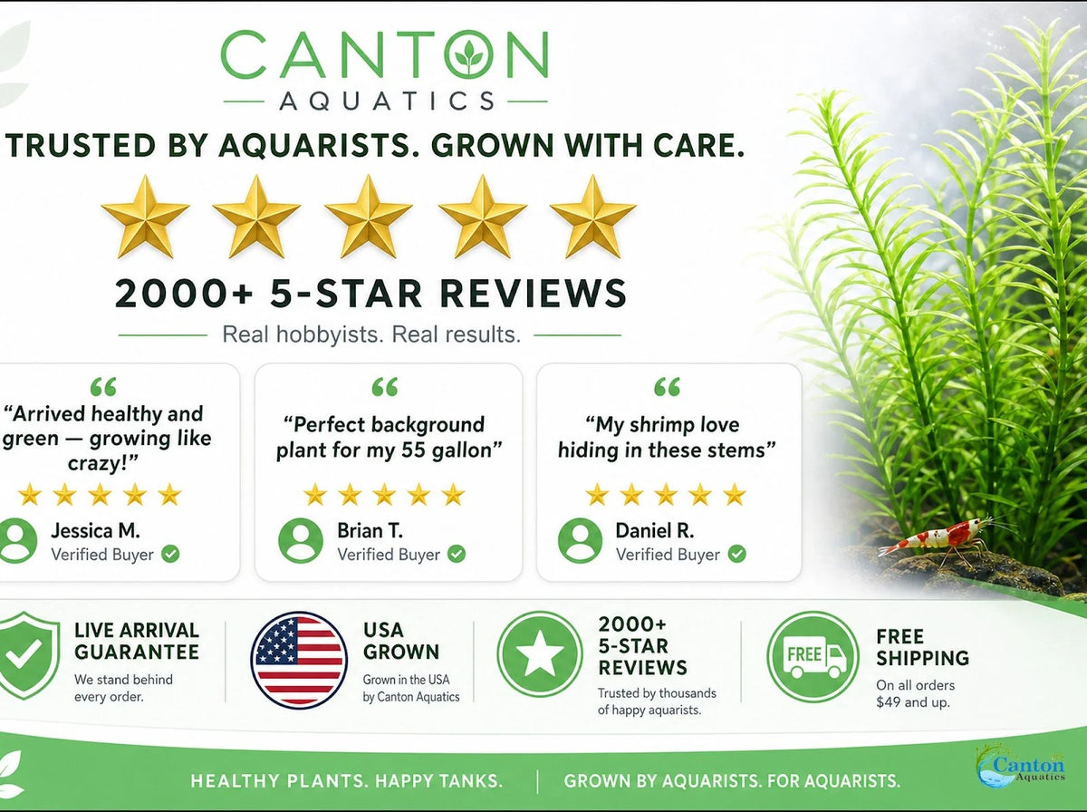 Aquarium Plants