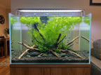 Aquarium Plants