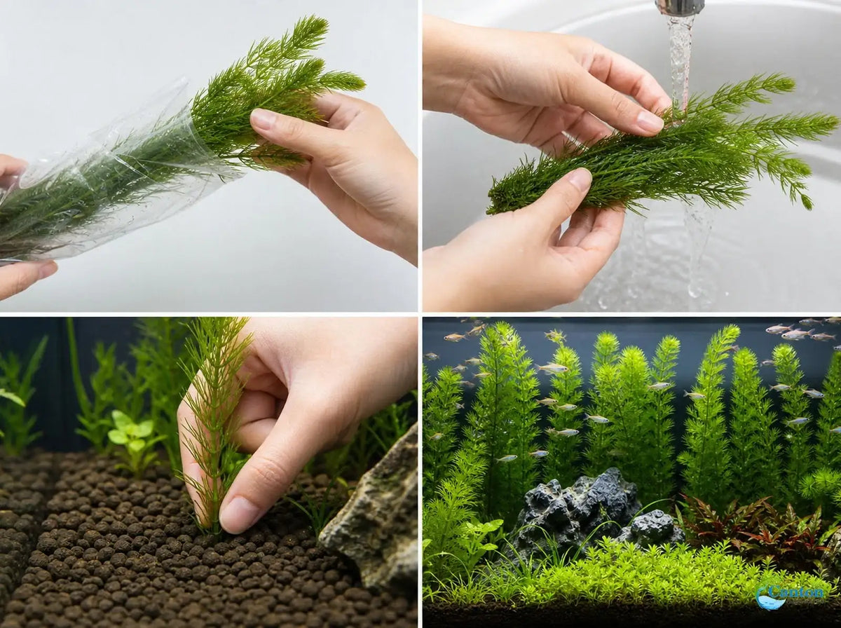 Aquarium Plants