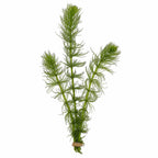 Aquarium Plants, Pack of 3