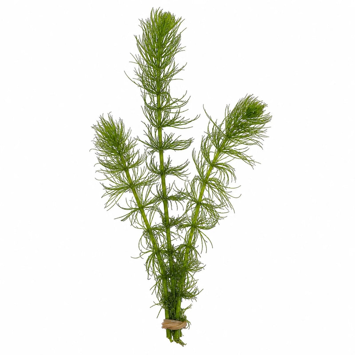 Aquarium Plants, Pack of 3