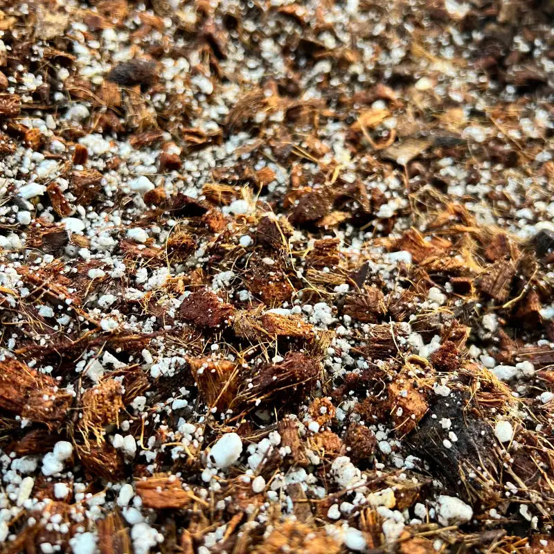 Aroid Potting Mix
