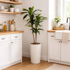 Artificial Dracaena Floor Plant, 48 Inches Tall
