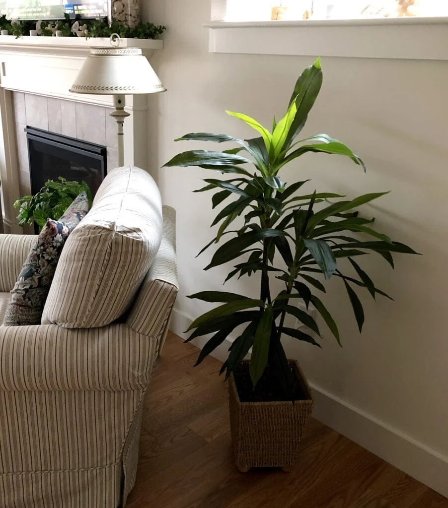 Artificial Dracaena Floor Plant, 48 Inches Tall
