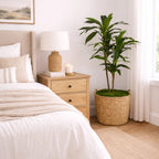 Artificial Dracaena Floor Plant, 48 Inches Tall