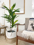 Artificial Dracaena Floor Plant, 48 Inches Tall