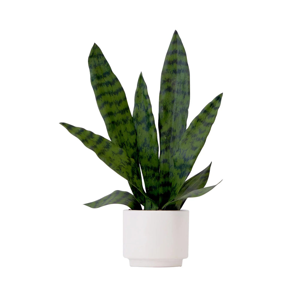 Artificial Sansevieria Snake Plant with Decorative Planter, 16-Inch Indoor Desk and Entryway Decor