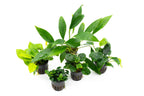 Assorted Anubias Aquarium Plant Pack