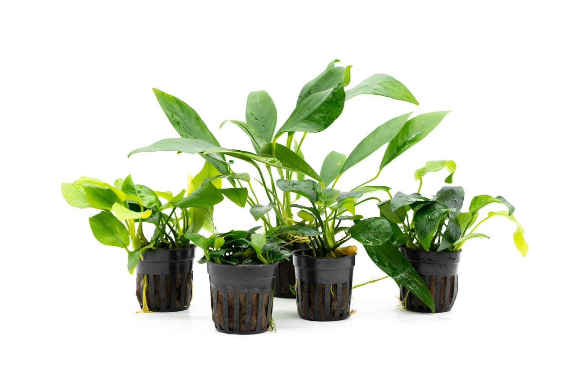 Assorted Anubias Aquarium Plant Pack