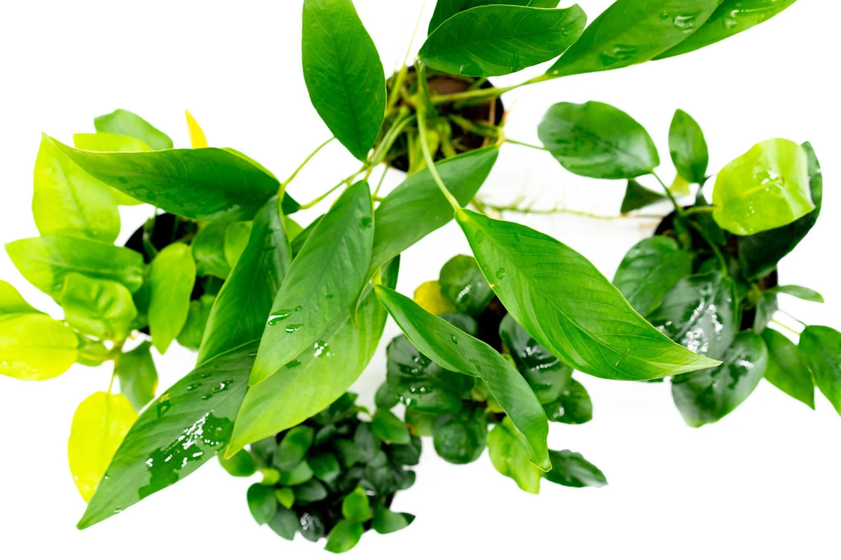 Assorted Anubias Aquarium Plant Pack