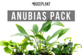 Assorted Anubias Aquarium Plant Pack