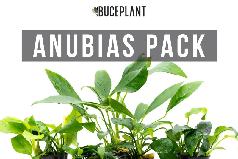 Assorted Anubias Aquarium Plant Pack