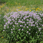 Bee Balm Plant