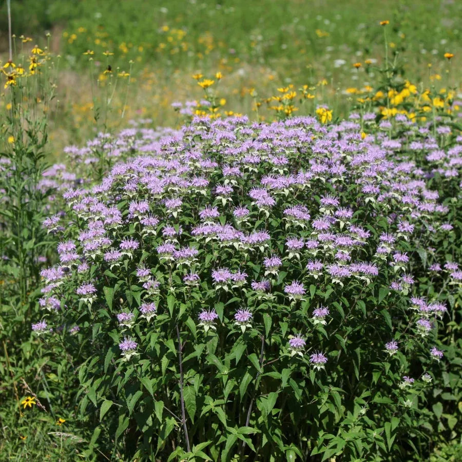 Bee Balm Plant