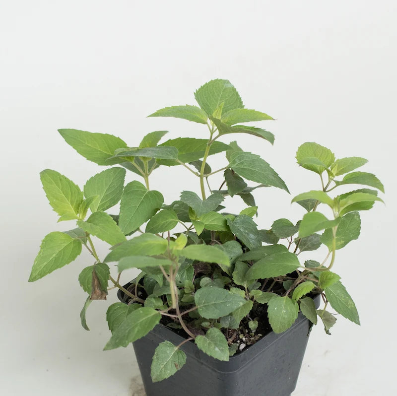 Bee Balm Plant
