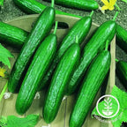 Beit Alpha F1 Cucumber Seeds