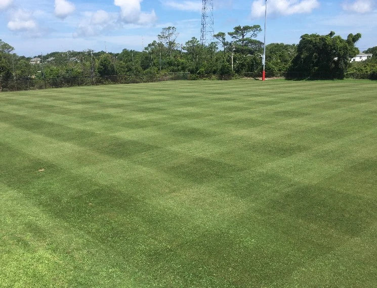 Bermuda Grass Seed, Hulled and Coated