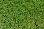 Bermuda Grass Seed, Hulled and Coated