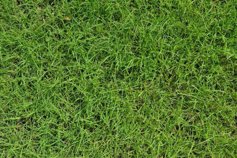 Bermuda Grass Seed, Hulled and Coated