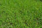Bermuda Grass Seed, Hulled and Coated