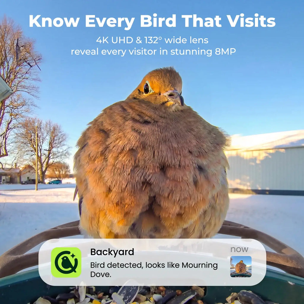 Bird Feeder