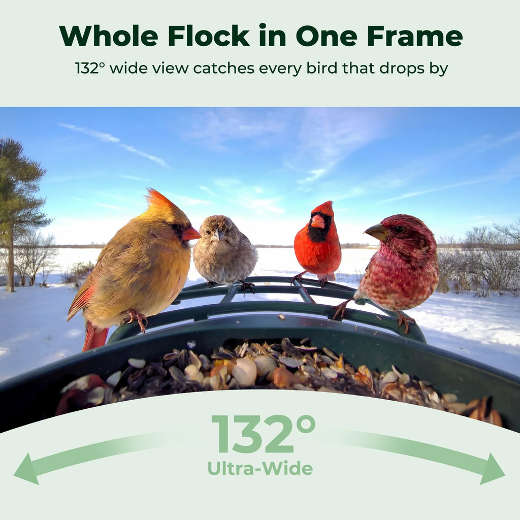 Bird Feeder