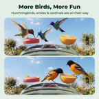 Bird Feeder