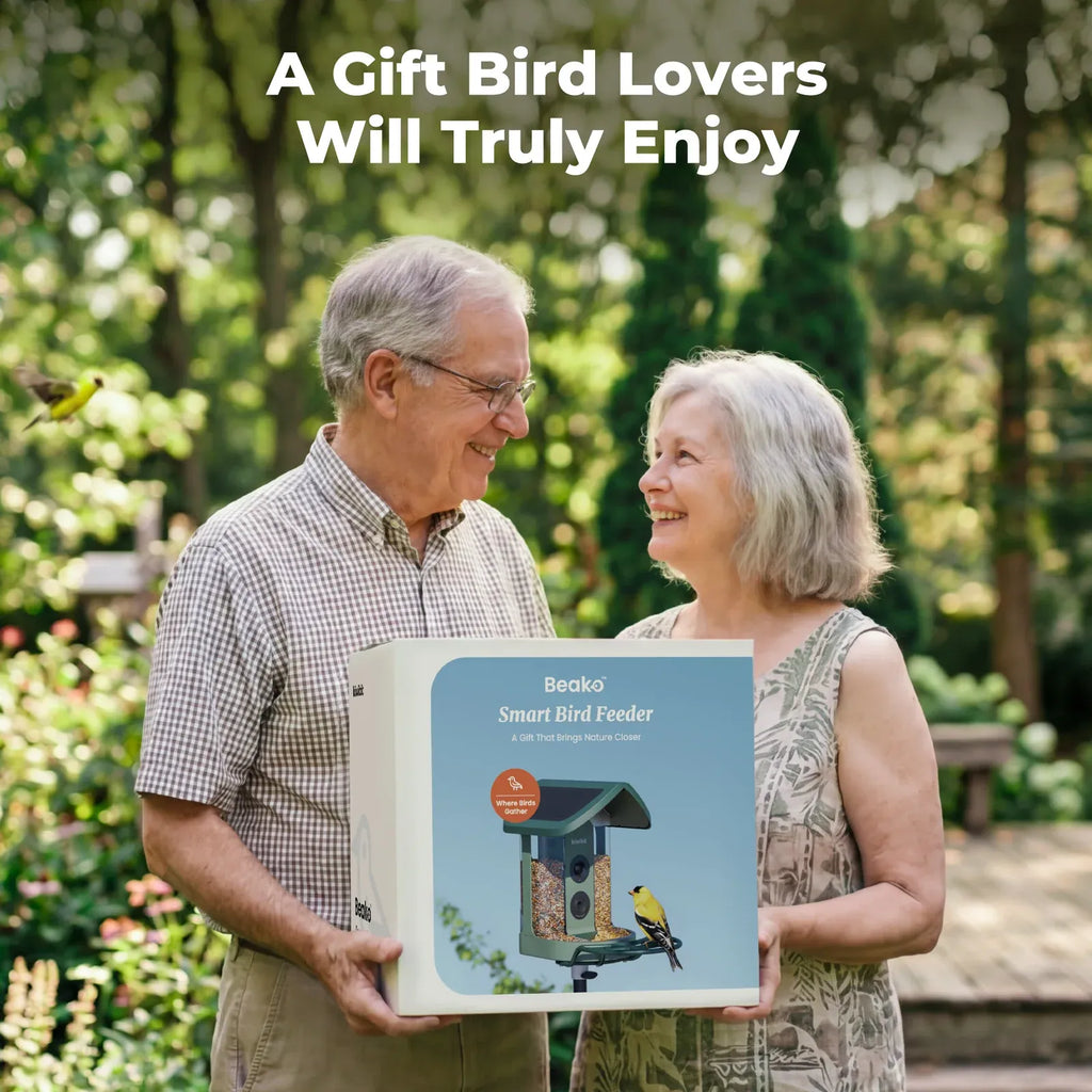 Bird Feeder
