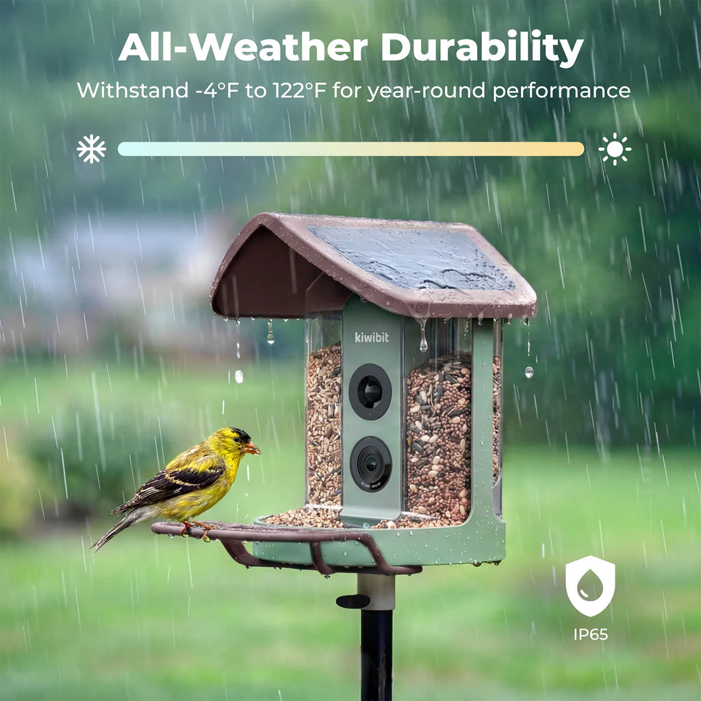 Bird Feeder