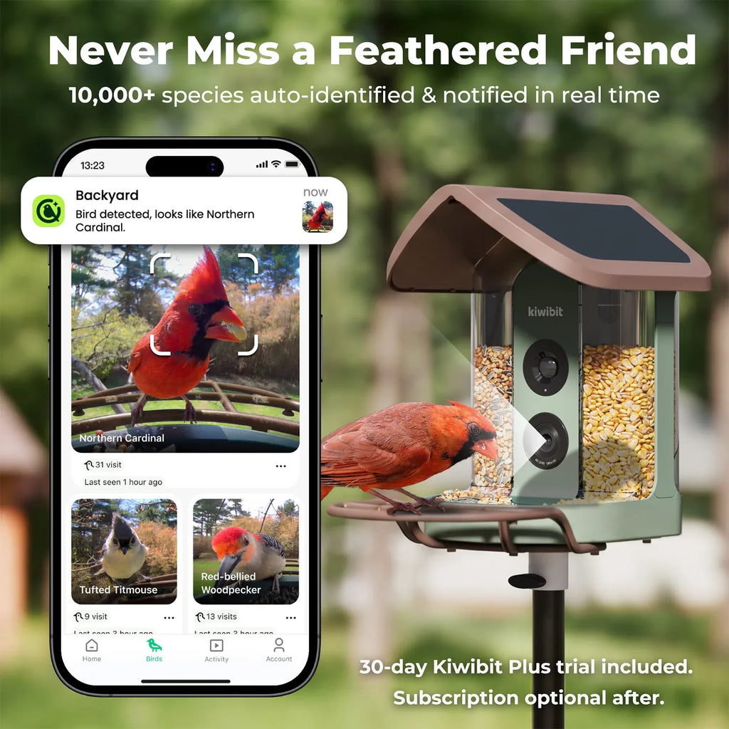 Bird Feeder