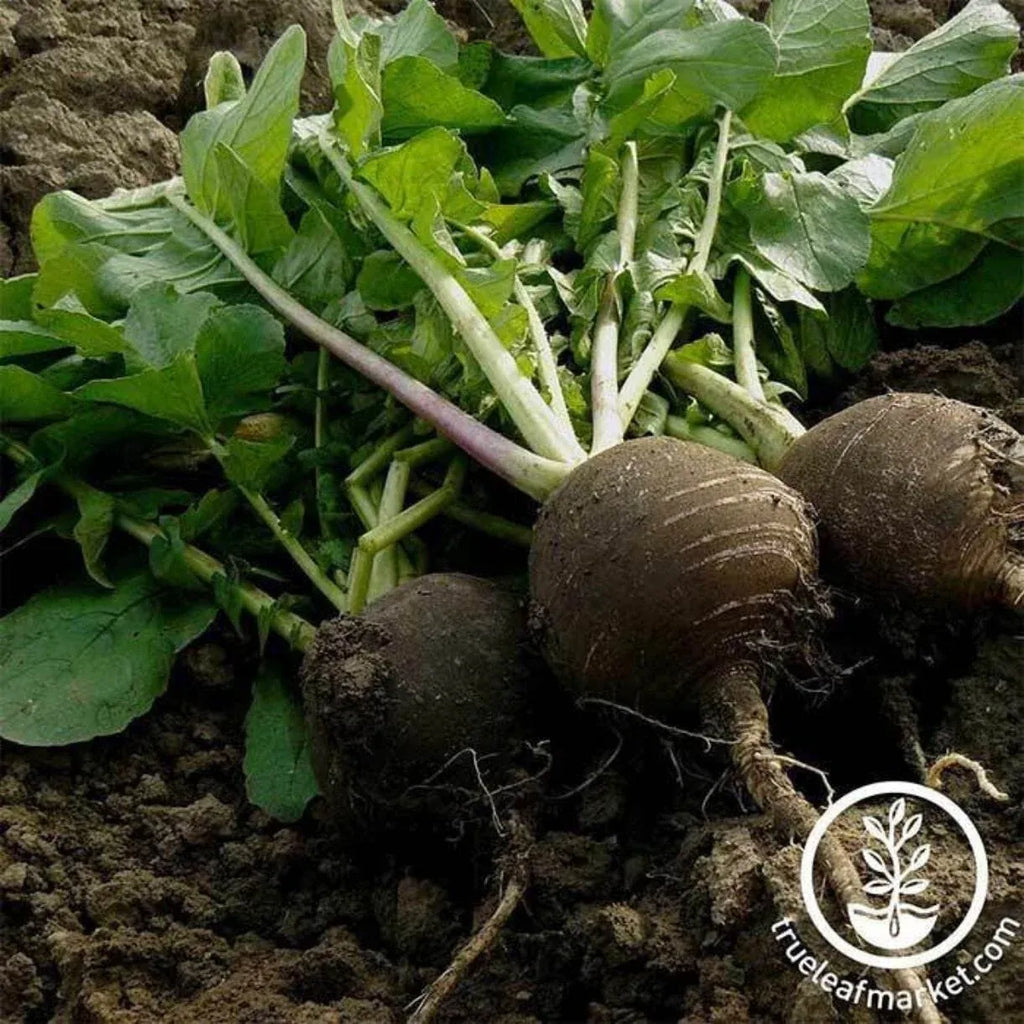 Black Spanish Round Radish Seeds