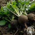 Black Spanish Round Radish Seeds