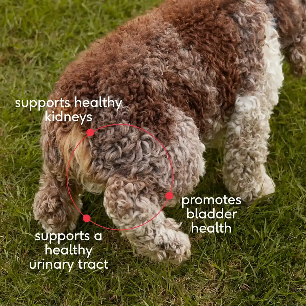 Bladder Chews