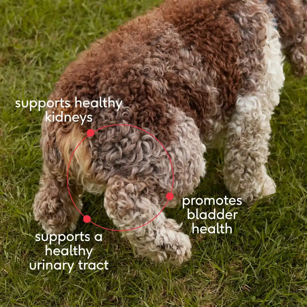 Bladder Chews